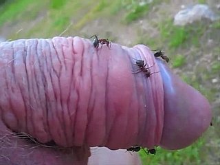 Kinky-Kumpel steckt seinen kleinen Schwanz almost einen Ameisenhaufen und genießt es